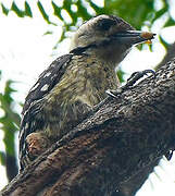 Freckle-breasted Woodpecker