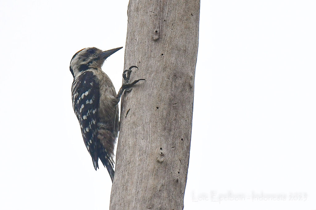 Freckle-breasted Woodpecker