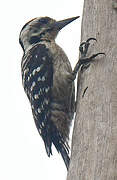 Freckle-breasted Woodpecker