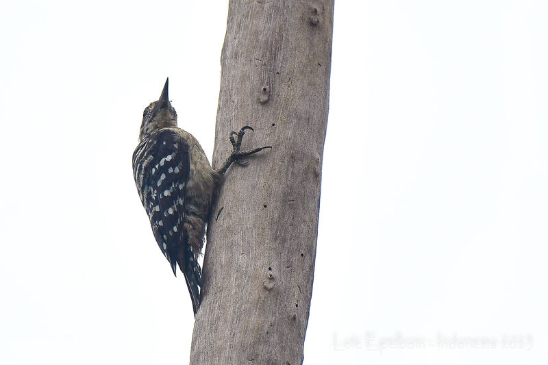Freckle-breasted Woodpecker