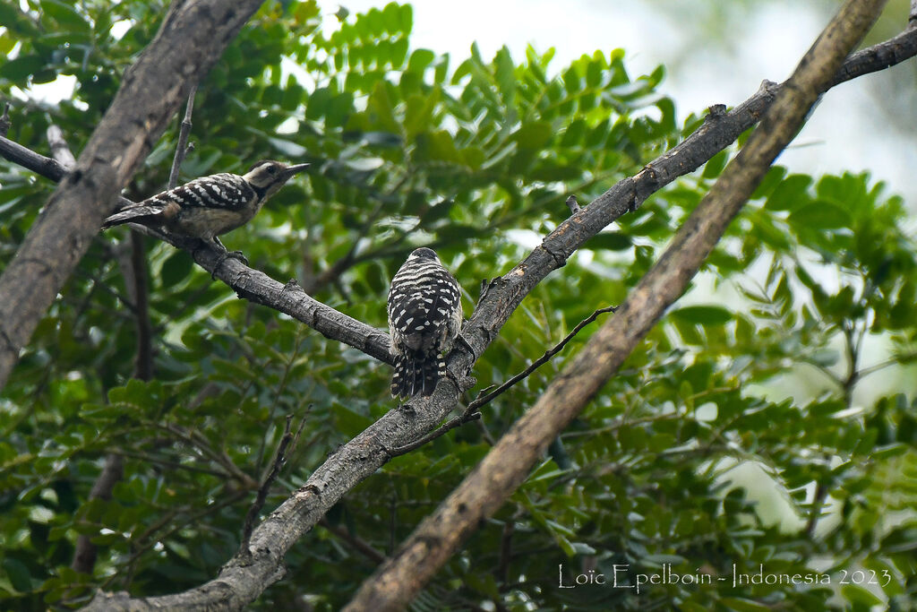 Freckle-breasted Woodpecker