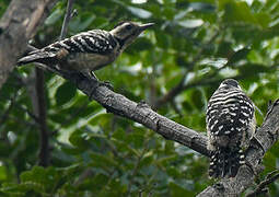 Freckle-breasted Woodpecker