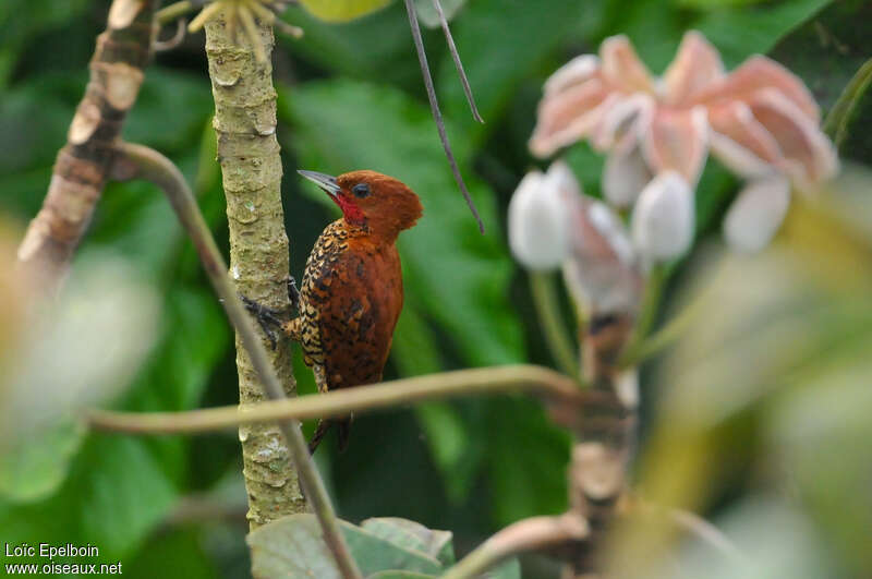 Cinnamon Woodpecker male adult, identification