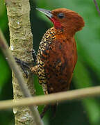 Cinnamon Woodpecker