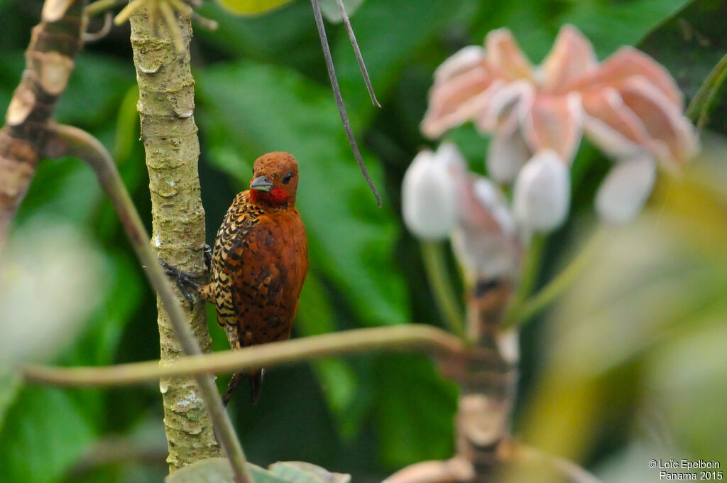 Cinnamon Woodpecker