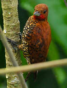 Cinnamon Woodpecker