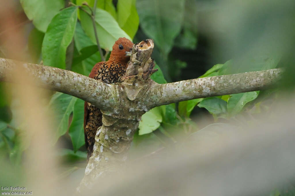 Pic cannelle femelle adulte, identification