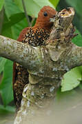 Cinnamon Woodpecker