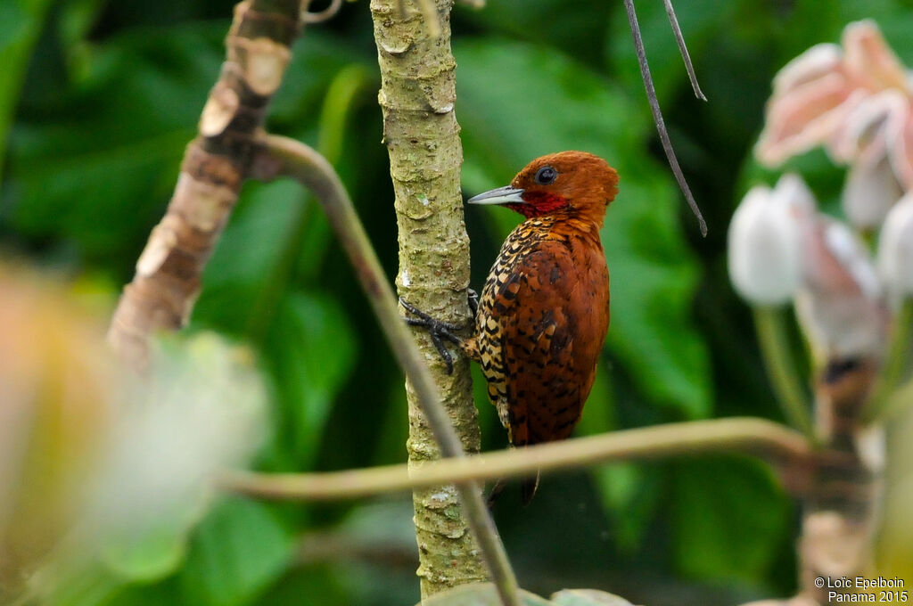 Cinnamon Woodpecker male adult