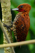 Cinnamon Woodpecker