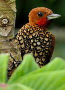 Cinnamon Woodpecker