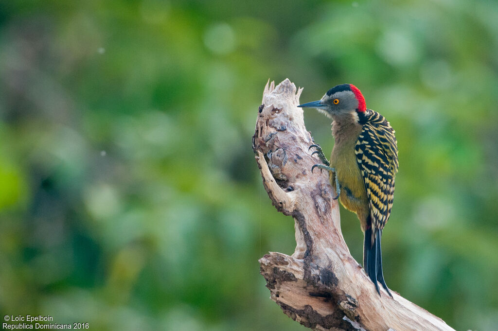 Hispaniolan Woodpecker