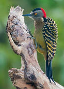 Hispaniolan Woodpecker