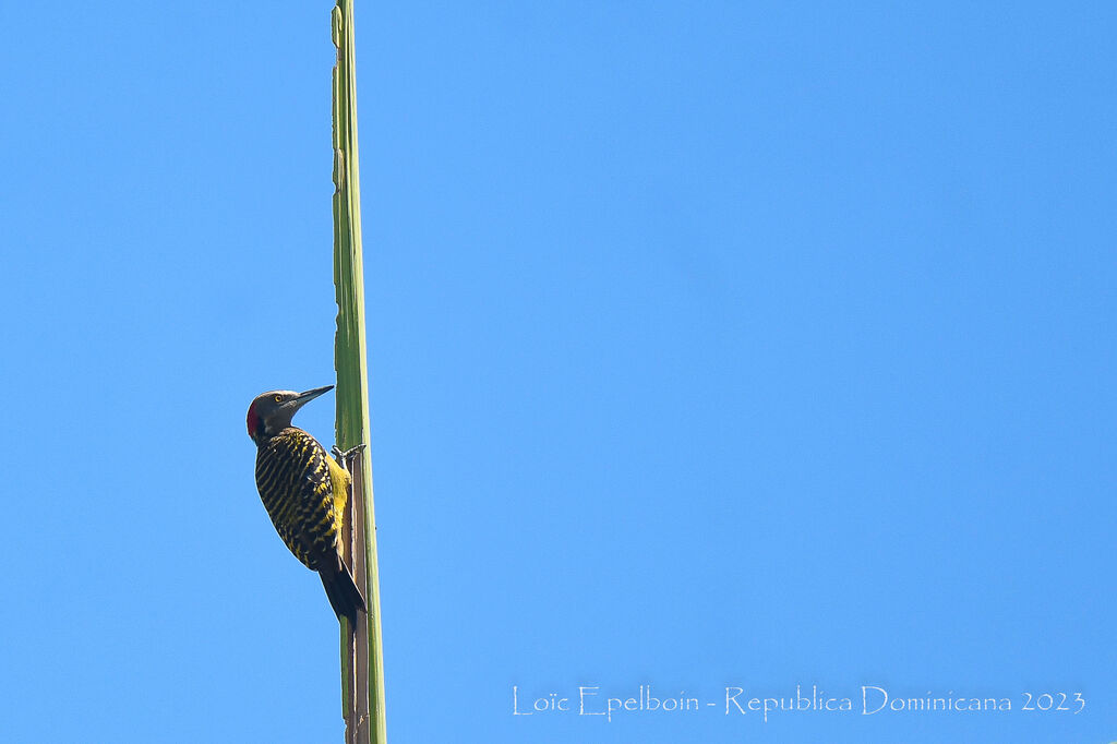 Hispaniolan Woodpecker