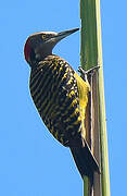 Hispaniolan Woodpecker