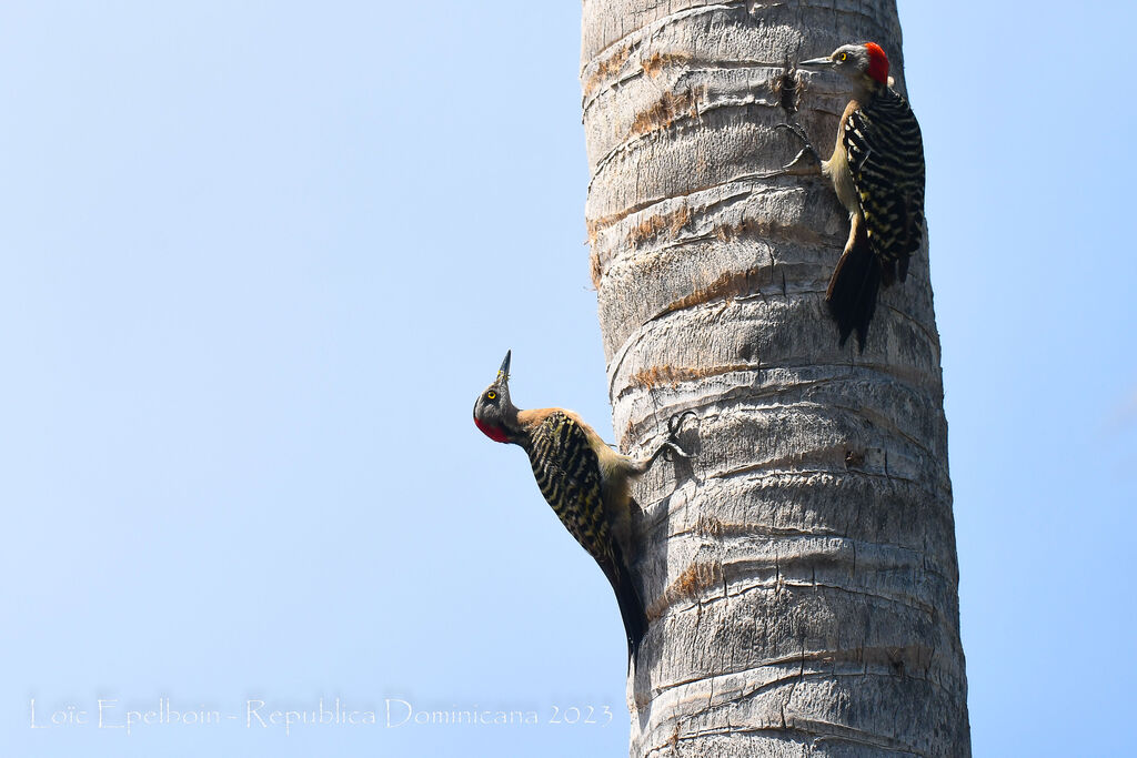 Hispaniolan Woodpecker