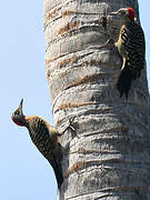 Hispaniolan Woodpecker