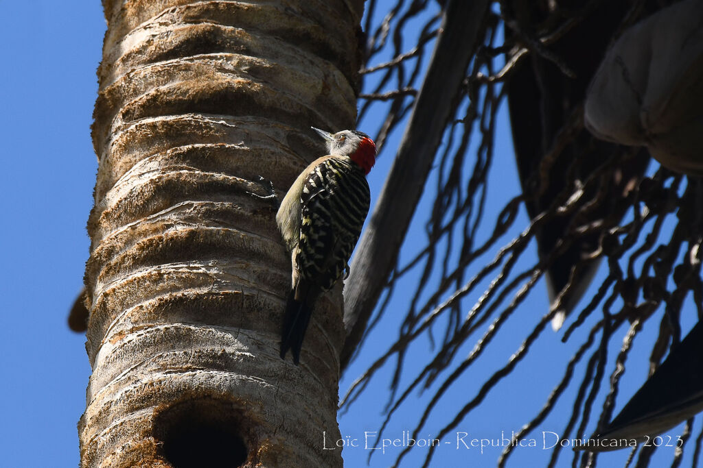 Hispaniolan Woodpecker