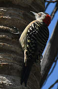 Hispaniolan Woodpecker