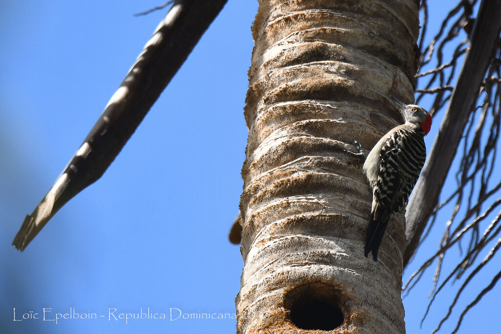 Hispaniolan Woodpecker