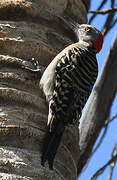 Hispaniolan Woodpecker