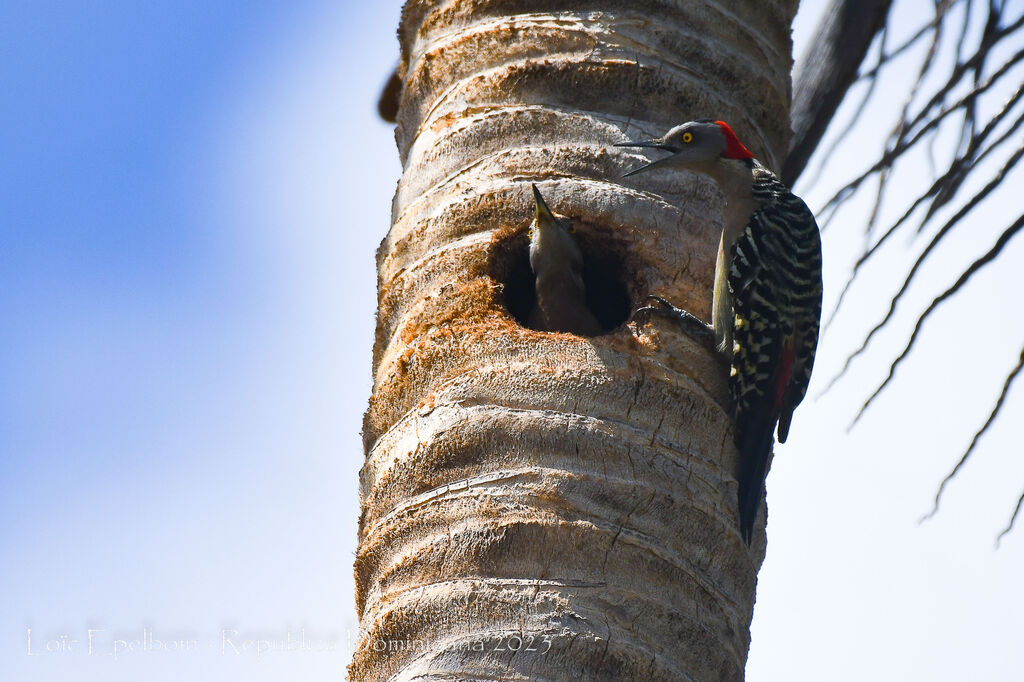 Hispaniolan Woodpecker