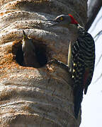 Hispaniolan Woodpecker