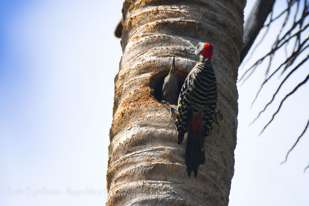 Hispaniolan Woodpecker