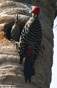 Hispaniolan Woodpecker