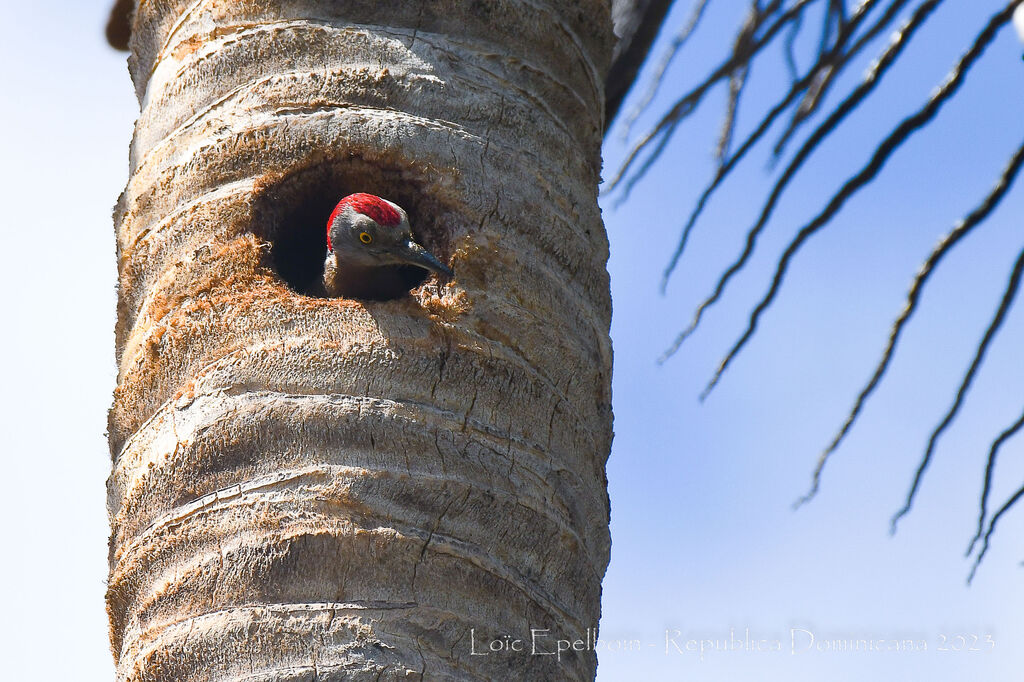 Hispaniolan Woodpecker