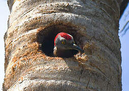 Hispaniolan Woodpecker