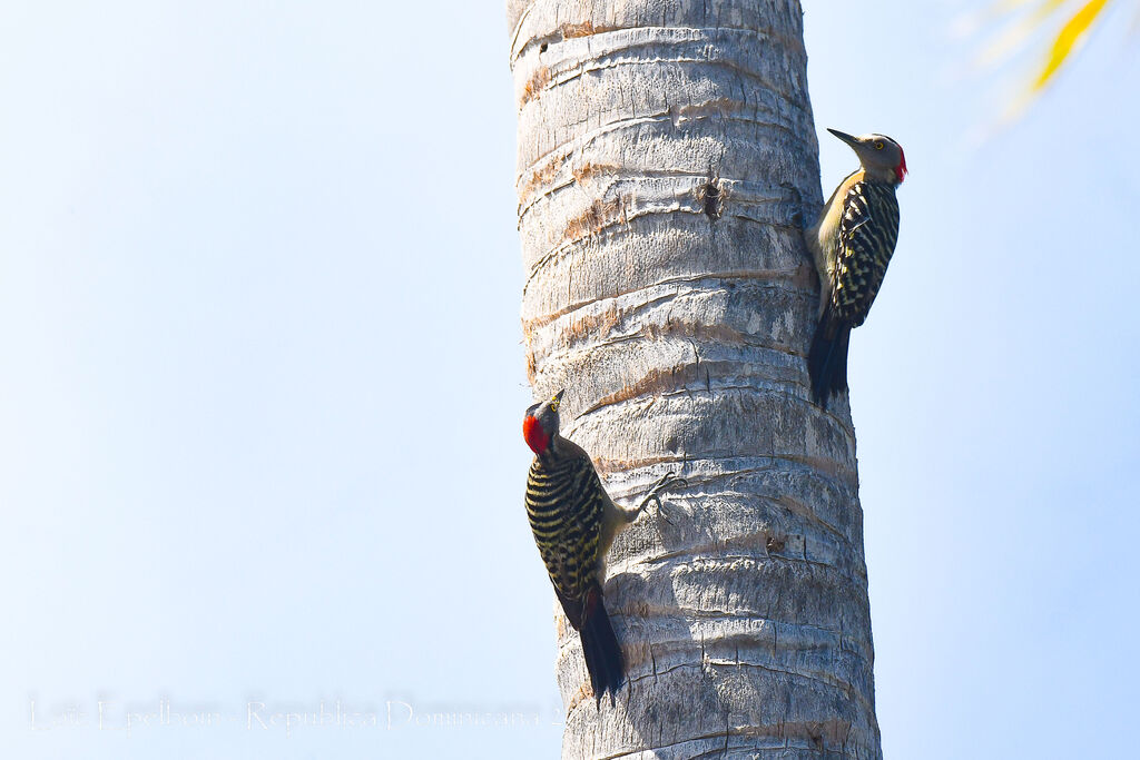 Hispaniolan Woodpecker