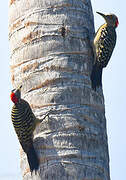 Hispaniolan Woodpecker