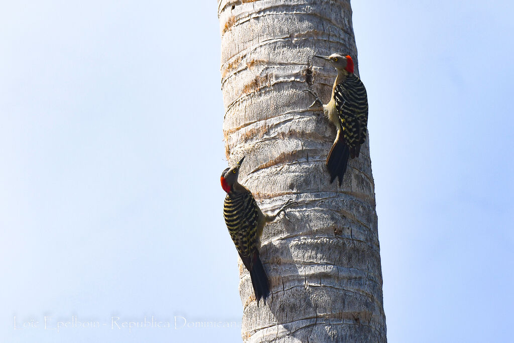 Hispaniolan Woodpecker