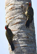 Hispaniolan Woodpecker