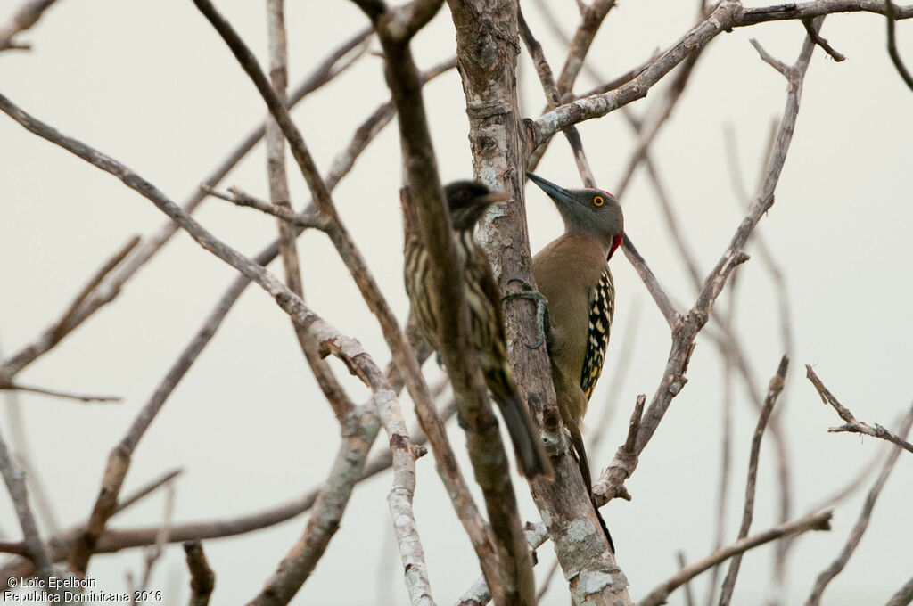 Hispaniolan Woodpecker