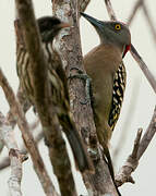 Hispaniolan Woodpecker