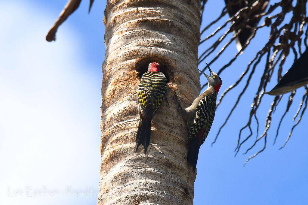 Hispaniolan Woodpecker