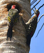 Hispaniolan Woodpecker