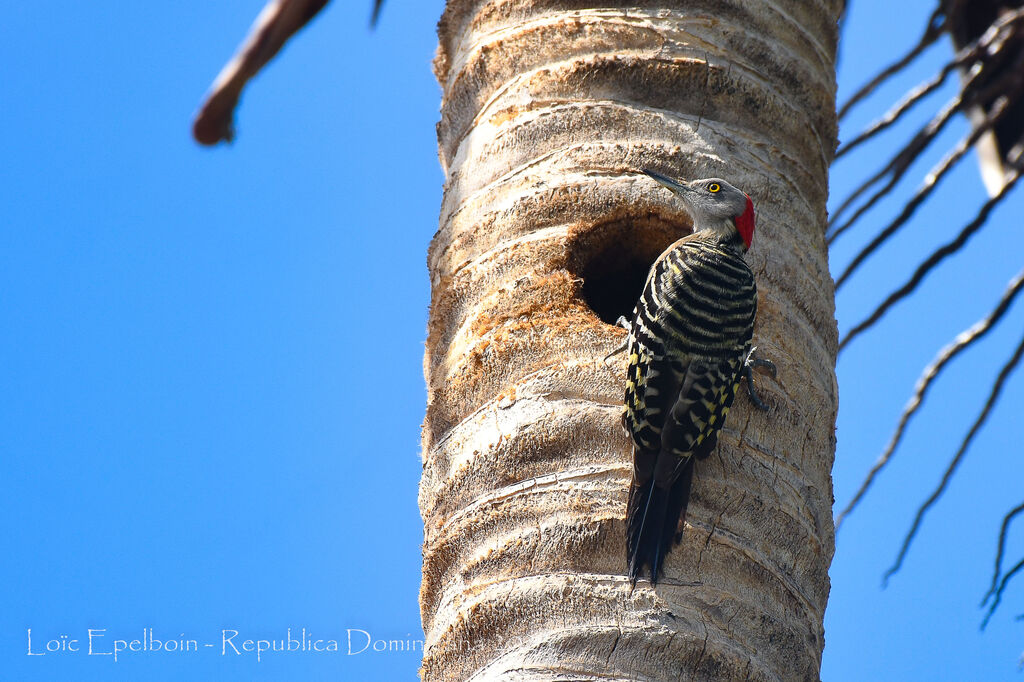 Hispaniolan Woodpecker