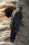 Hispaniolan Woodpecker