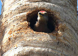 Hispaniolan Woodpecker