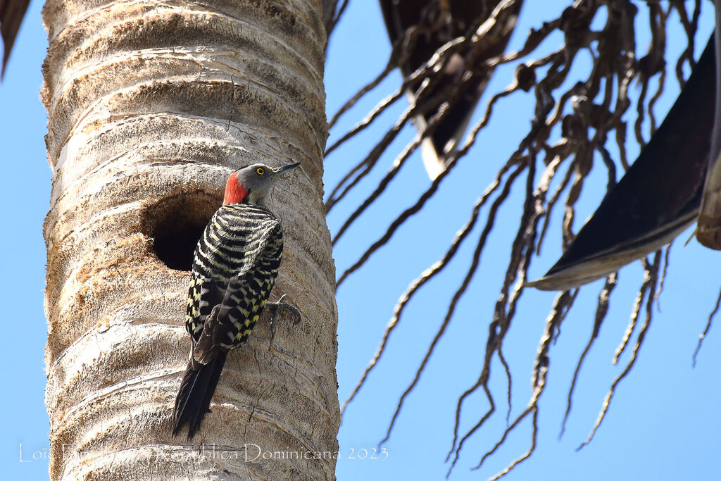 Hispaniolan Woodpecker