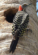 Hispaniolan Woodpecker