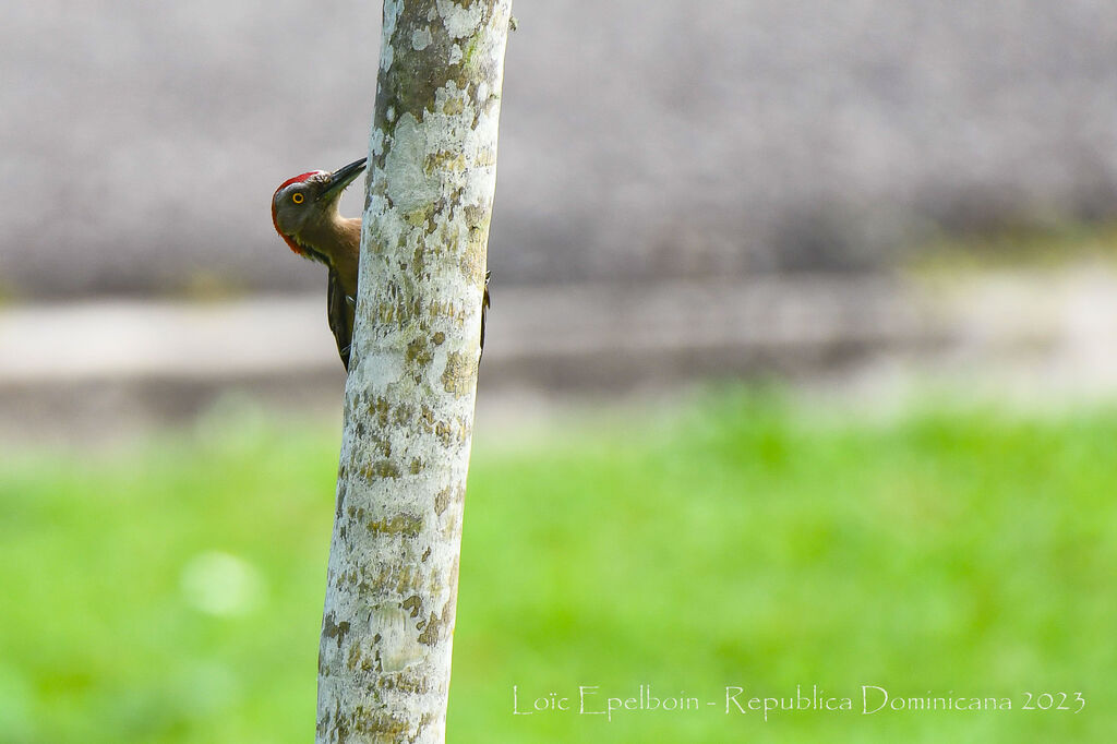 Hispaniolan Woodpecker