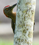 Hispaniolan Woodpecker