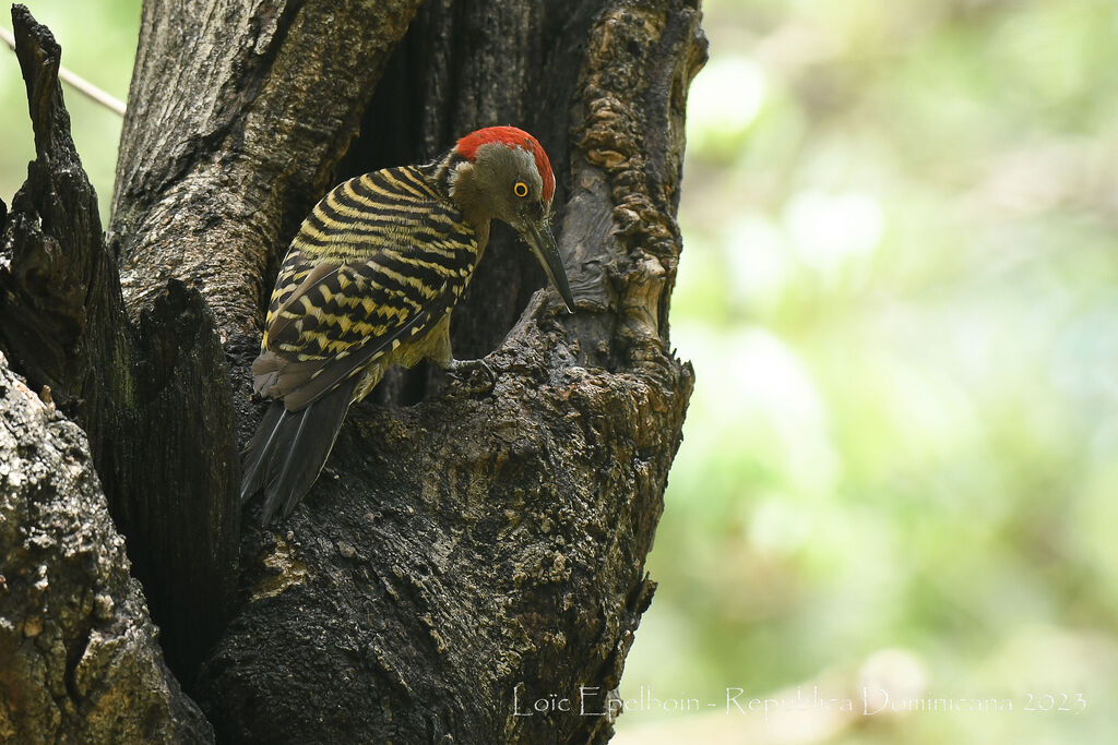 Hispaniolan Woodpecker