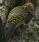 Hispaniolan Woodpecker