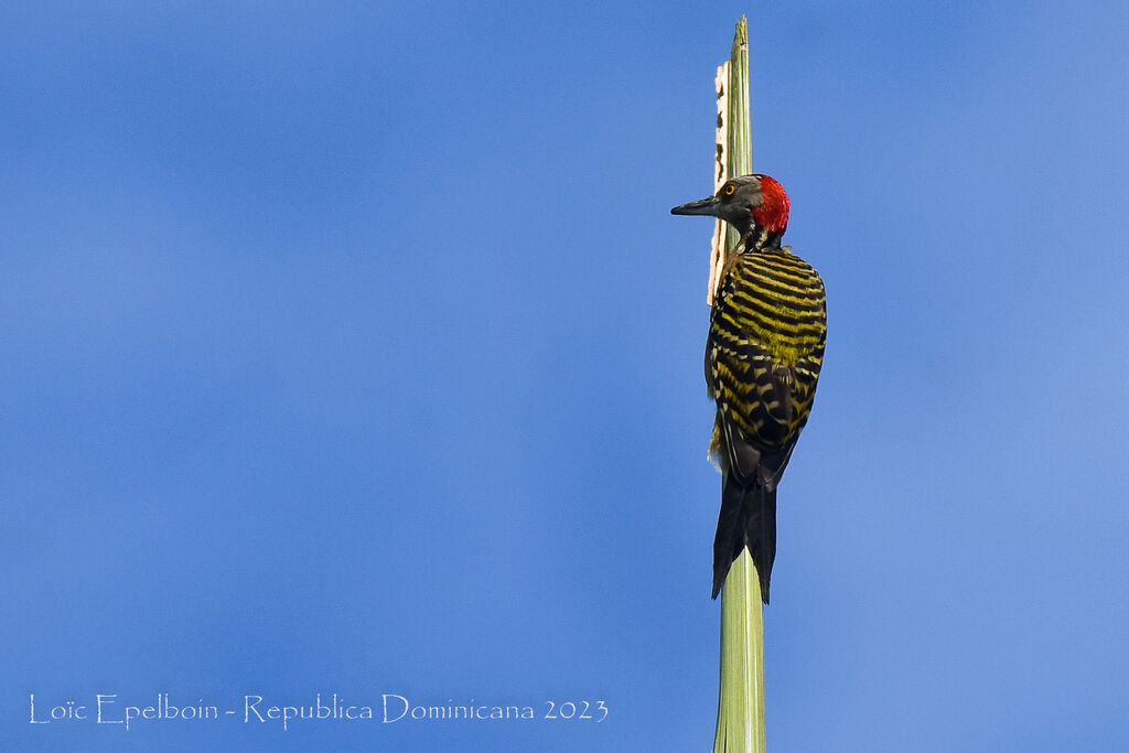 Hispaniolan Woodpecker