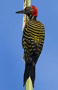 Hispaniolan Woodpecker